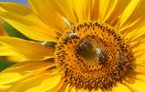 Bienenprodukte